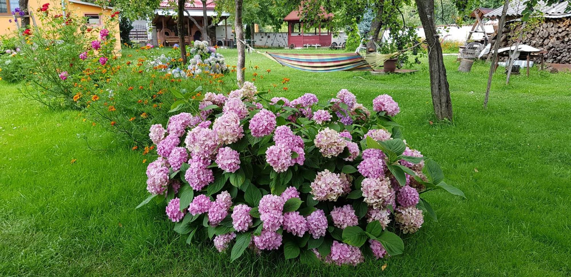 Pensiunea Miraj Polovragi Buitenkant foto